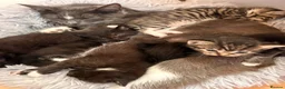 Mixed Breed cats for sale: Mix breed kittens for sale - Advert 12