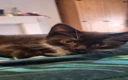 Domestic Shorthair cats for sale: Two Black and white 12wk old girls - Image 4