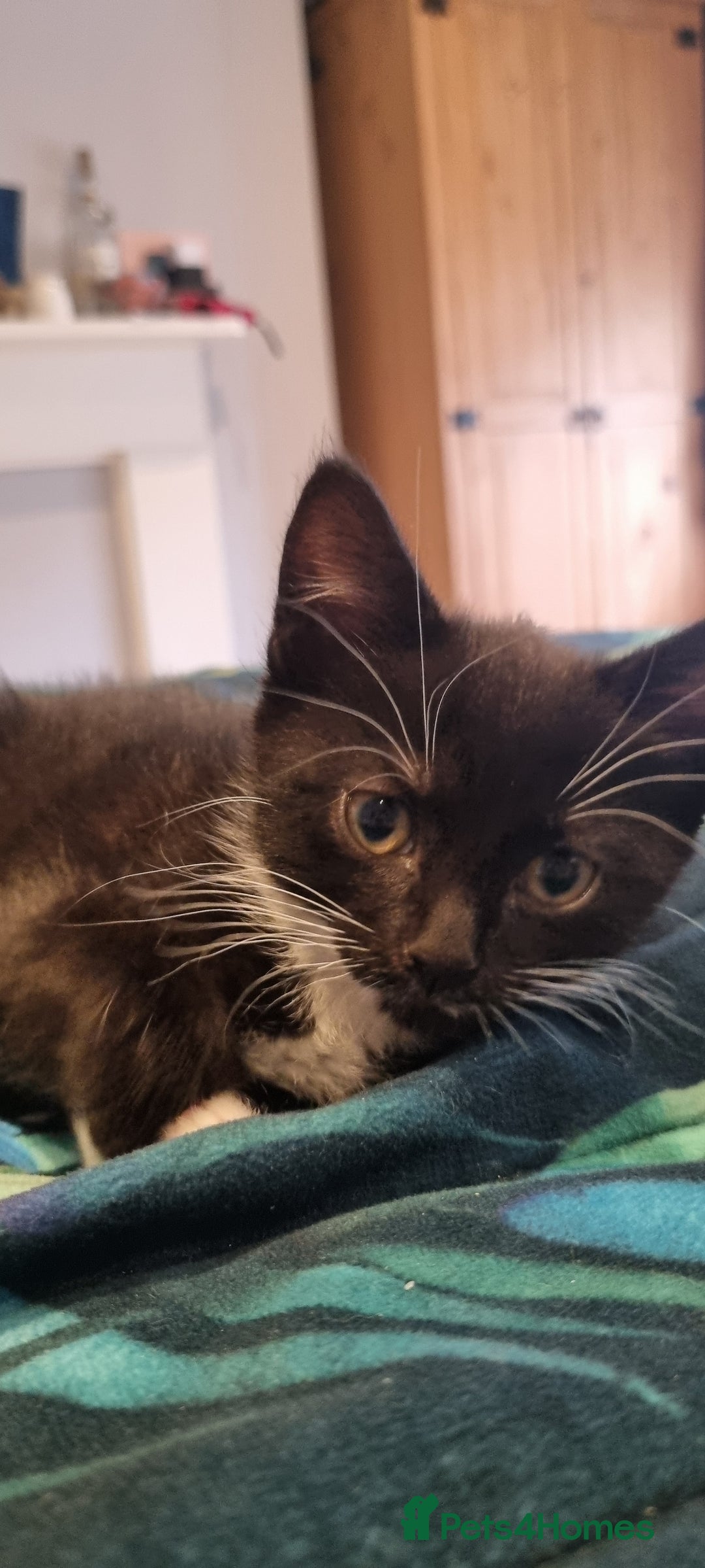 Domestic Shorthair cats for sale: Two Black and white 12wk old girls - Image 4