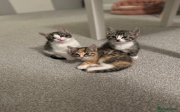 Oriental cats for sale: 4 beautiful kittens  - Image 6
