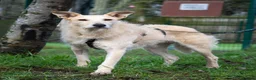Mixed Breed dogs for adoption: Pretty Peggy looking for her family - Advert 4