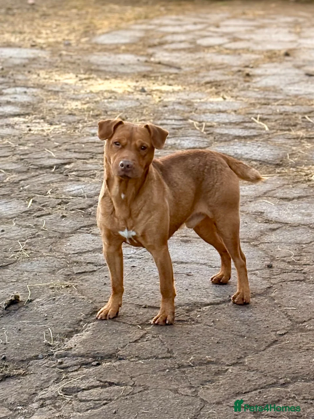 Patterdale Terrier dogs for sale: High Quality Patterdale Pups - Advert 2
