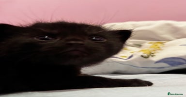 Domestic Shorthair cats - Advert 10