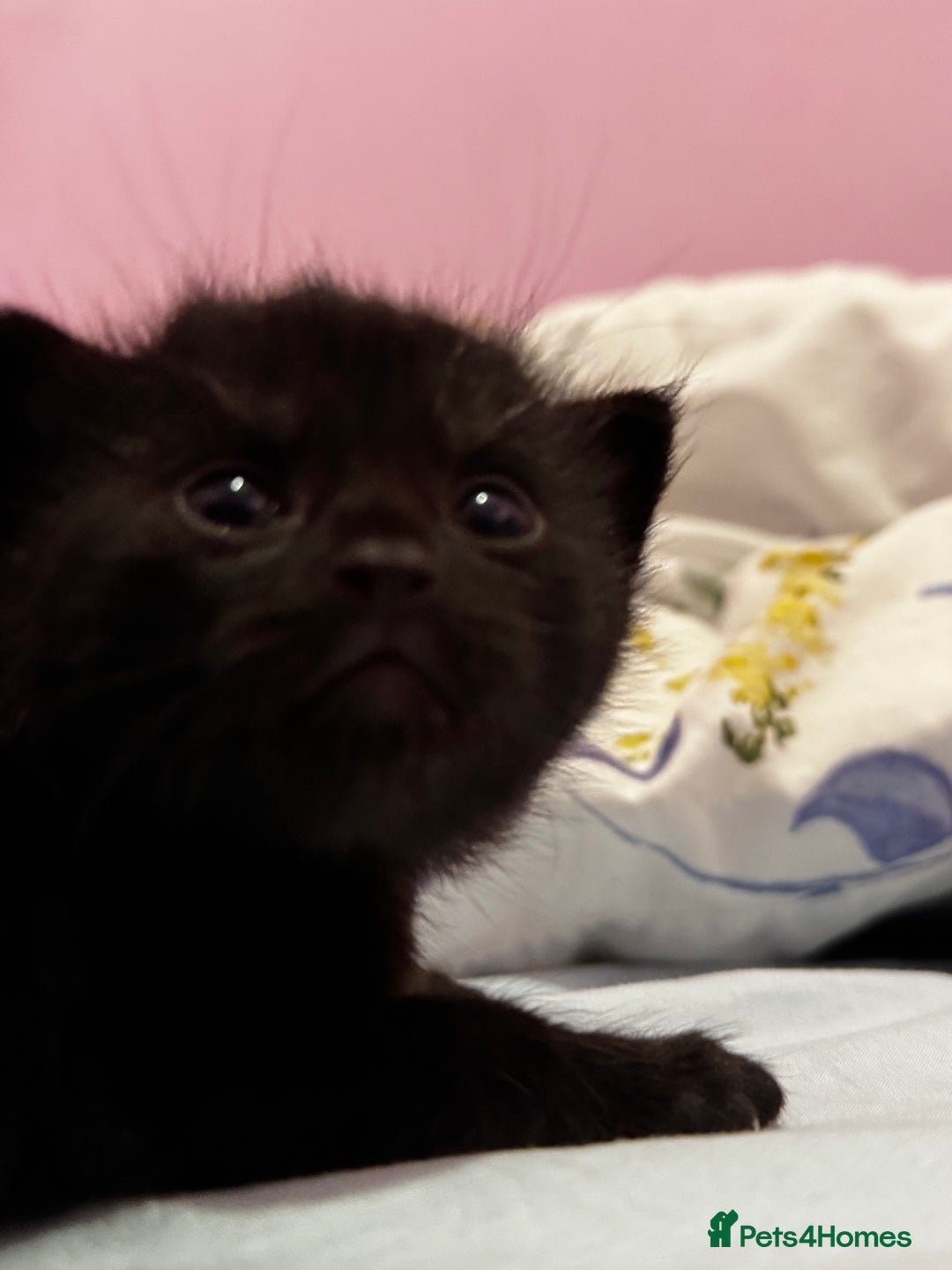 Domestic Shorthair cats for sale: Sweet Black Kitten Ready for Forever Home 🐾 - Image 3