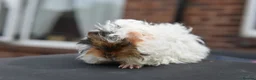 Guinea Pig rodents for sale: ⭐️ Baby Guinea Pigs Looking For New Homes⭐️ - Advert 7