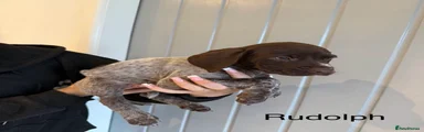 Rudolph 