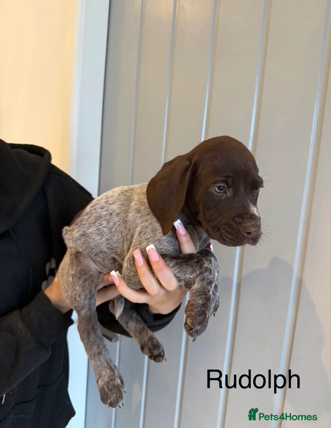 German Shorthaired Pointer dogs for sale: 🌼German shorthaired pointer puppies 🌼 - Advert 8