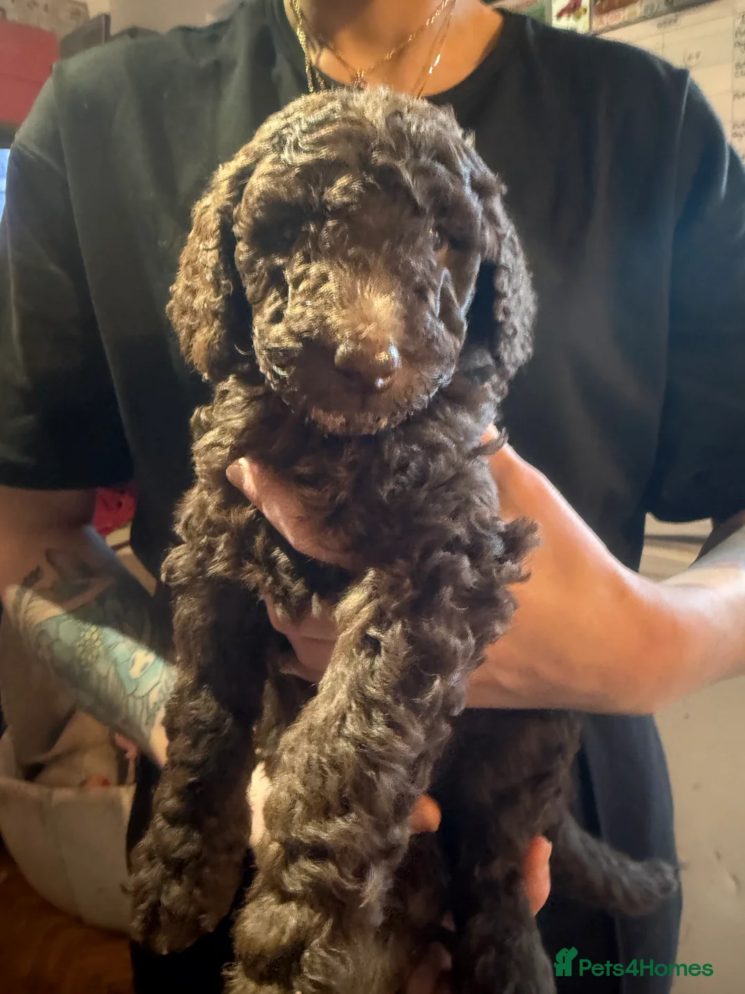 Standard Poodle dogs for sale: Standard poodle puppies  - Advert 4