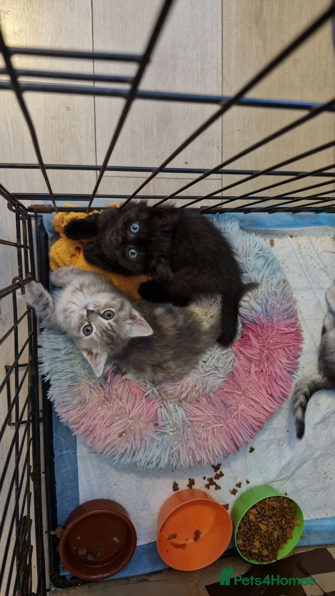 Mixed Breed cats for sale: Smoke half bsh kitten ready now  - Advert 6