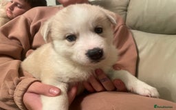 Siberian Husky dogs for sale: Beautiful Husky Puppies  - Image 5