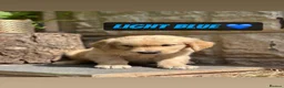 Golden Retriever dogs for sale: READY NOW 🏠 PEDIGREE GOLDEN RETRIEVER PUPPIES - Advert 6