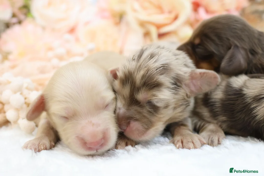 Miniature Dachshund dogs for sale: KC Longhair Miniature Dachshunds - Advert 23