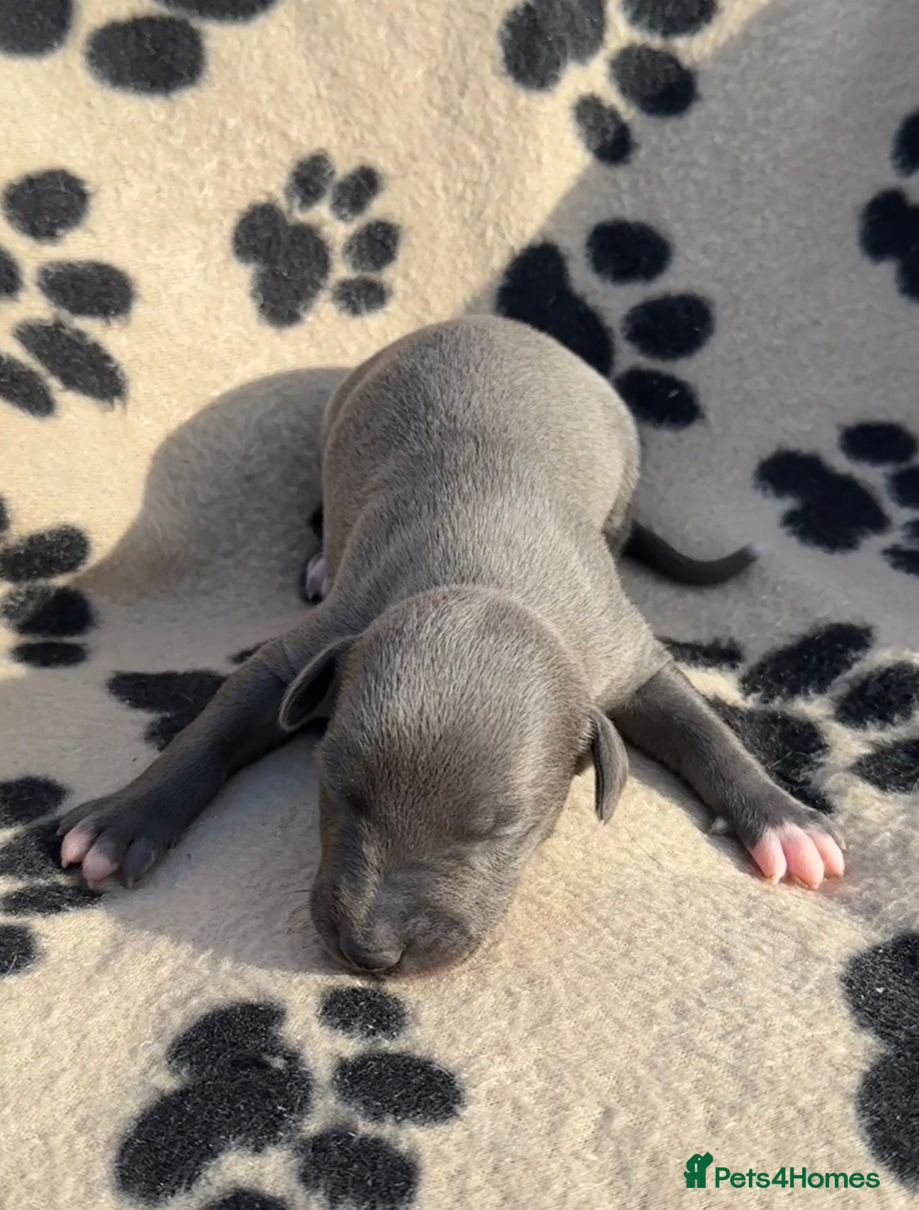Whippet dogs 🐾 Beautiful Whippet Puppies Available 🐾 - Advert 2