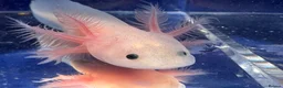 Axolotl reptiles for sale: Axolotl juveniles variety of morphs 3months old  - Advert 13