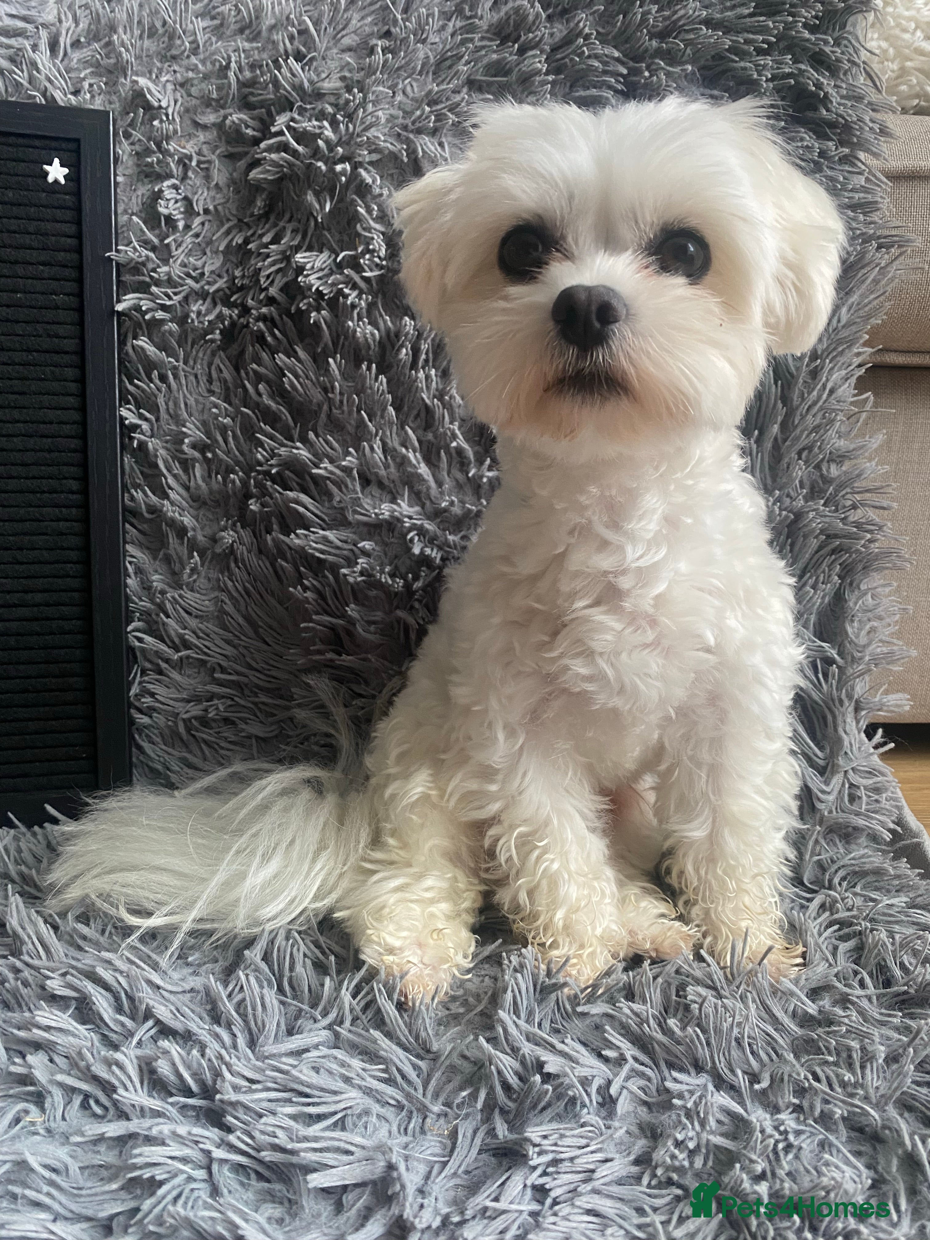Maltese dogs beautiful tiny  Maltese boy for stud in Northampton - Advert 2