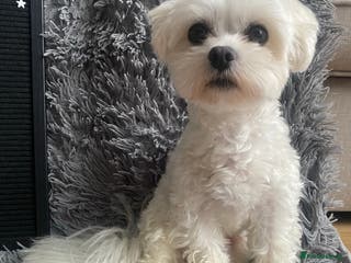 Maltese dogs beautiful tiny Maltese boy for stud in Northampton - Advert 10