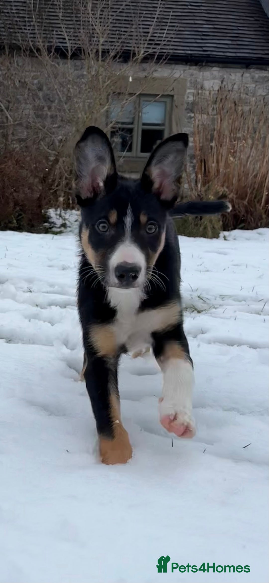 Border Collie dogs for sale: 🖤🤎2 Tri colour collies! 🖤🤎 - Advert 2