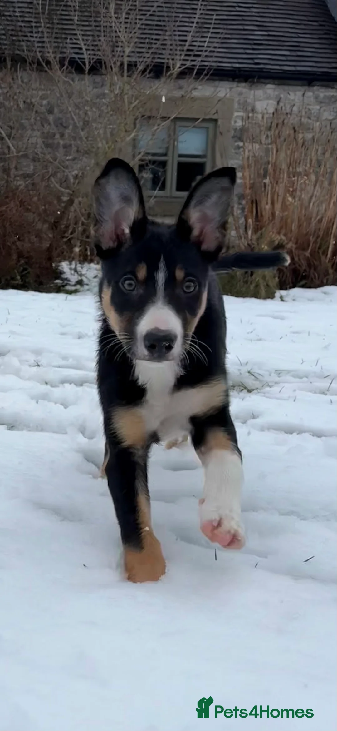 Border Collie dogs for sale: 🖤🤎2 Tri colour collies! 🖤🤎 - Advert 2