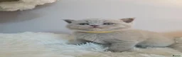 British Shorthair cats for sale: READY NOW🚗FREE DELIVERY  - Advert 3