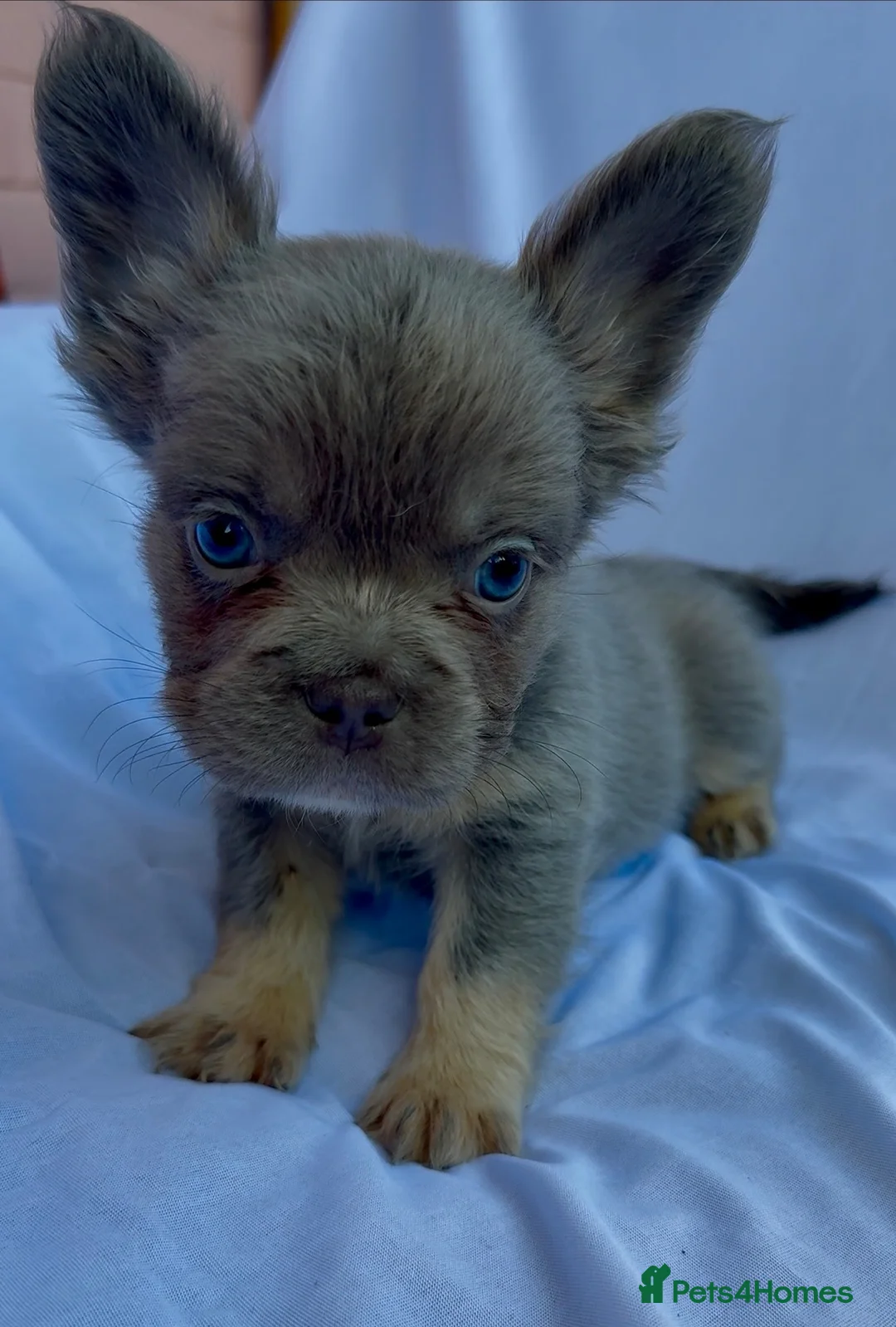 French Bulldog dogs for sale: FRENCH BULLDOGS (FLUFFY & SHORT HAIRED) - Advert 2