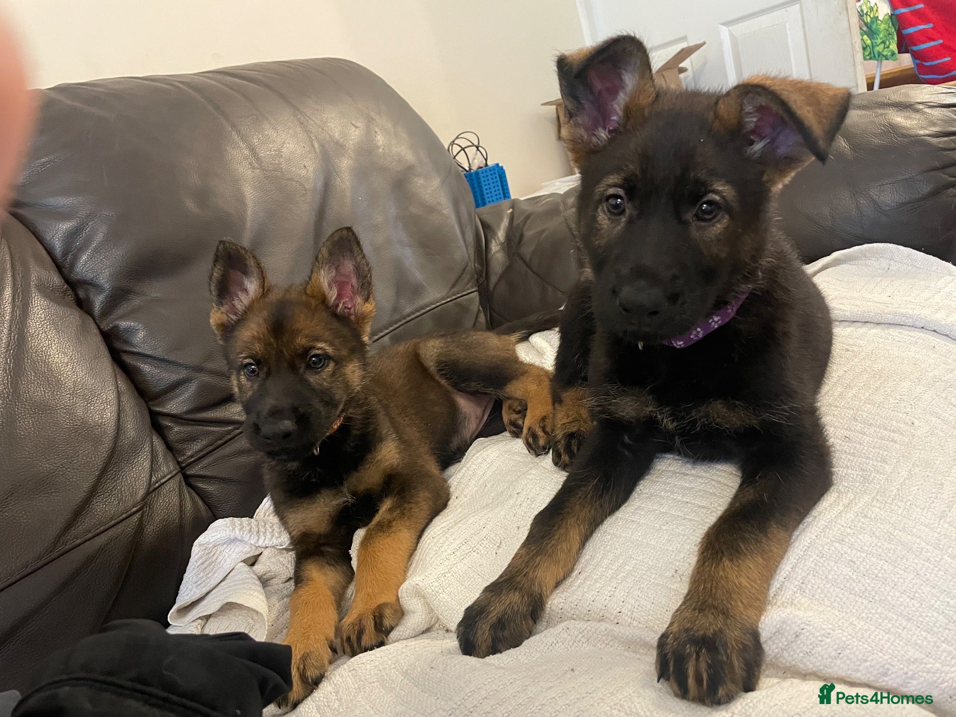 German Shepherd dogs GERMAN SHEPHERD PUPS WORKING LINE - Advert 2