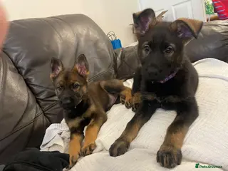 German Shepherd dogs GERMAN SHEPHERD PUPS WORKING LINE - Advert 2
