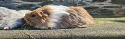 Guinea Pig rodents for sale: Female guinea pigs. in Totnes - Advert 9