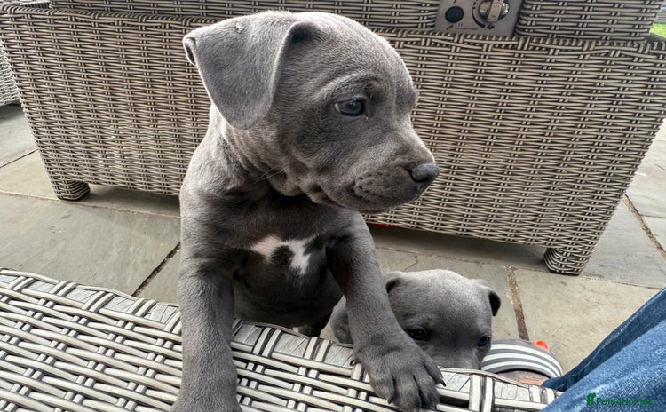 Staffordshire Bull Terrier dogs - Advert 5