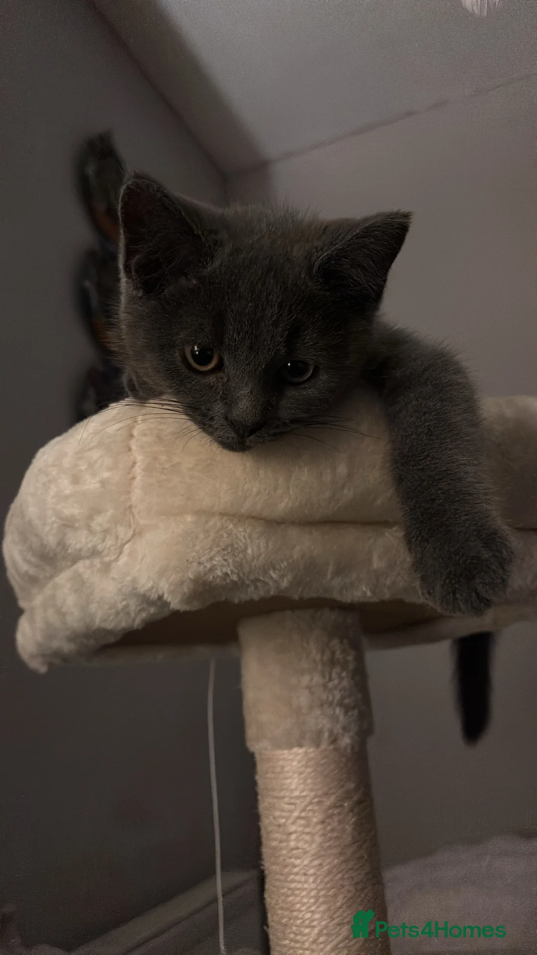 British Shorthair cats for sale: British Shorthair Male Kitten in Birmingham - Advert 2