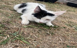 Domestic Shorthair cats for sale: Domestic cat  - Image 2