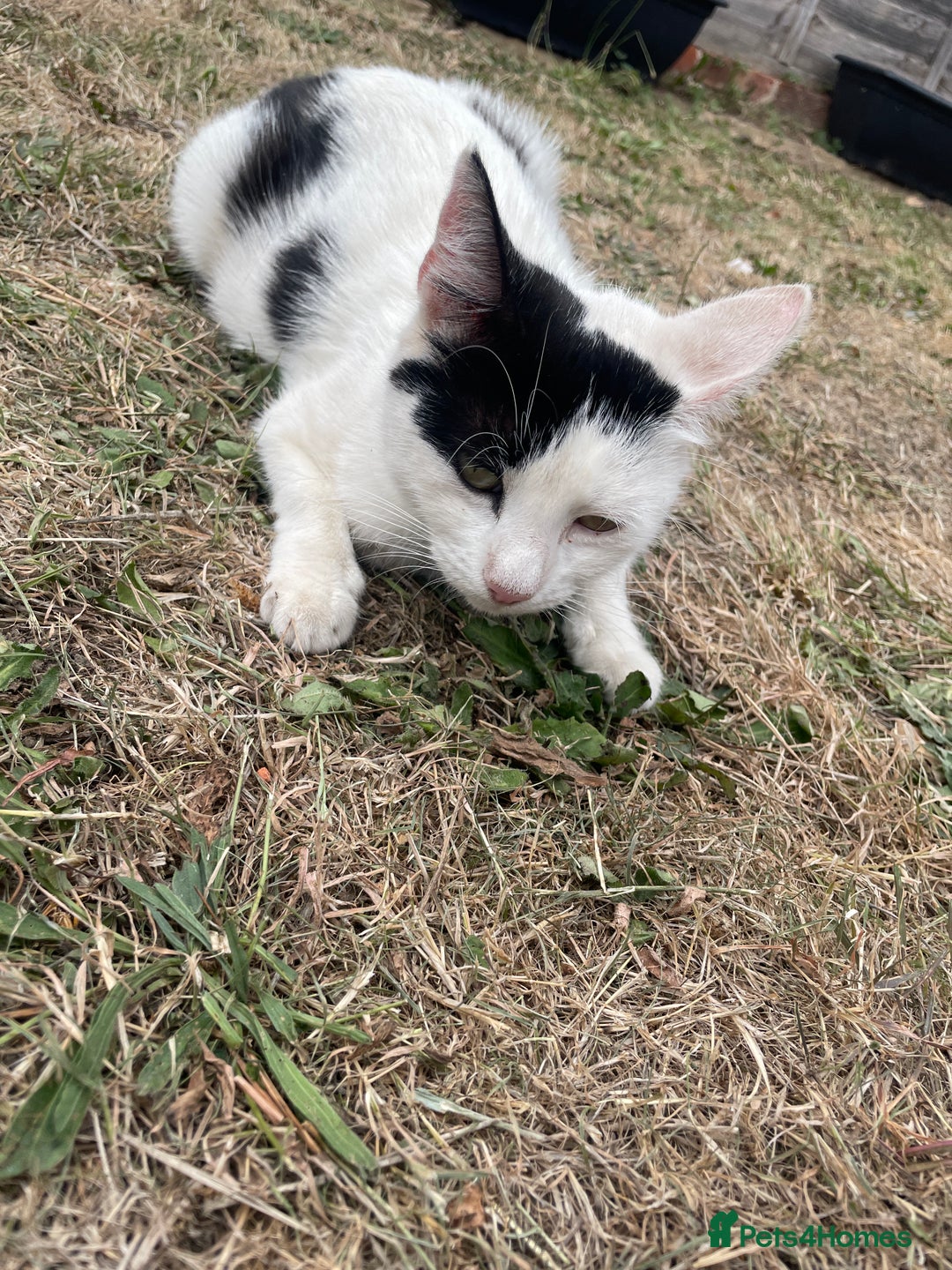 Domestic Shorthair cats for sale: Domestic cat  - Image 2