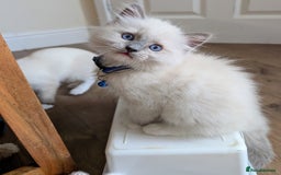Ragamese cats for sale: 🐾💎Ragdoll X Siamese (Ragamese) Kittens💎🐾 - Image 12