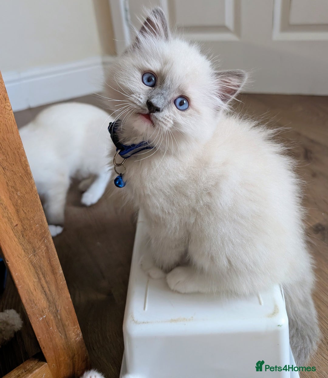 Ragamese cats for sale: 🐾💎Ragdoll X Siamese (Ragamese) Kittens💎🐾 - Image 12