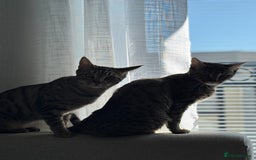 Bengal cats for sale: FREE X2 Bengal Female Sister Cats - 1 years old. - Image 2