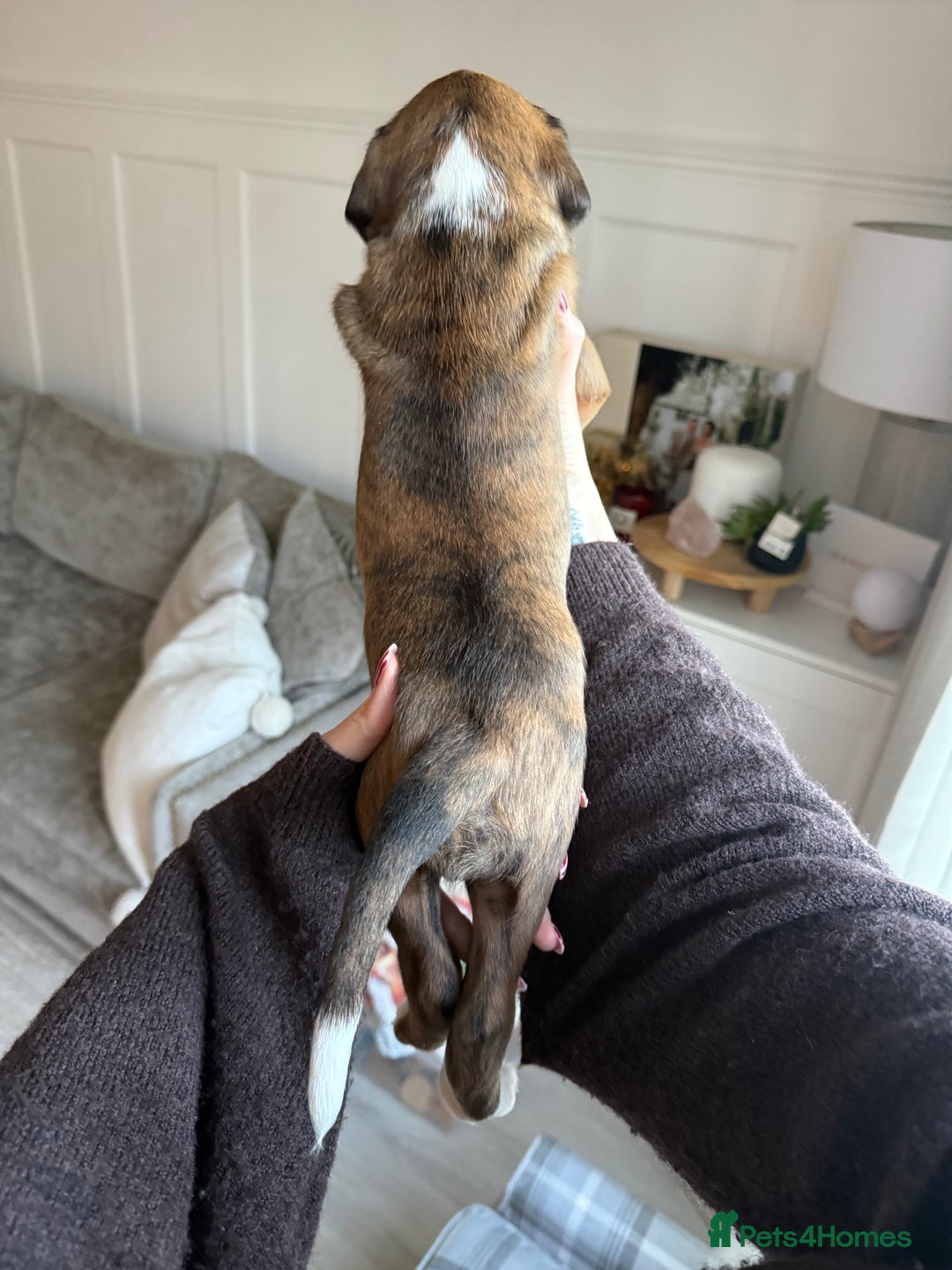 Boxer dogs for sale: 4 CHAMP BLOODLINE CHUNKY BOXER PUPS, bobtail/tail - Advert 33