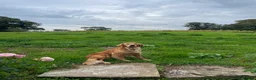 Golden Retriever dogs for sale: Beanie - Wonderful working golden retriever  - Advert 3