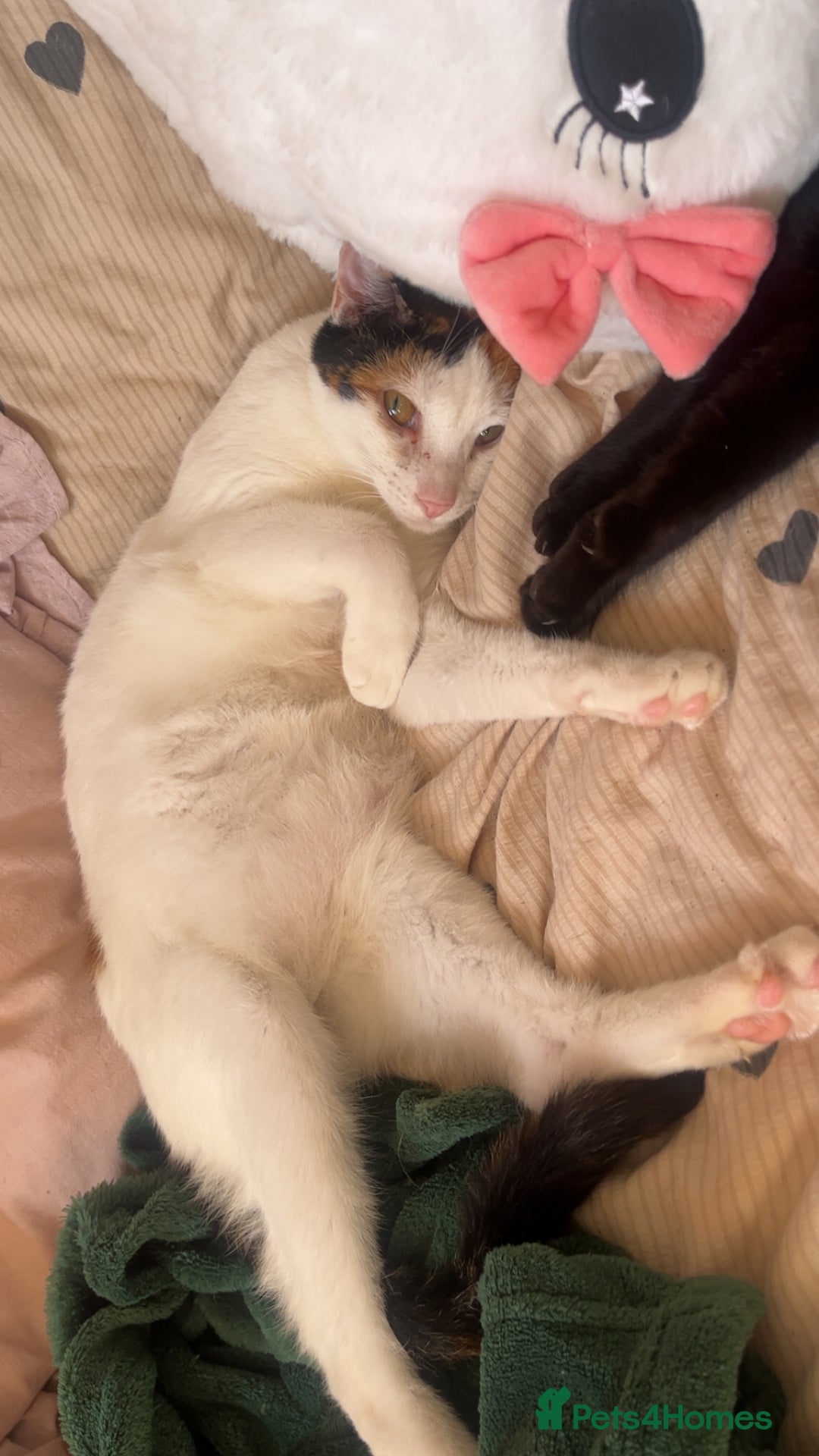Arabian Mau cats for adoption: Molly Rocket!  - Image 1