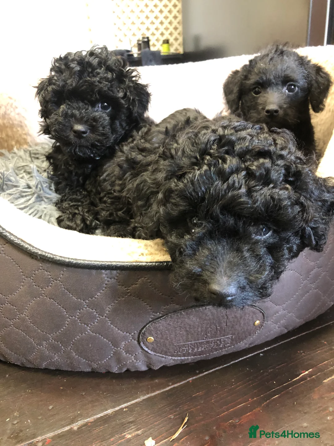 Jackapoo dogs for sale: F1b Miniature Poodle × Jackapoo (¾ Poodle) Puppies - Advert 8