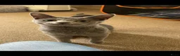 Russian Blue cats for sale: GCCF gorgeous kittens - Advert 12