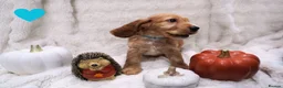 Cocker Spaniel dogs for sale: Beautiful cocker spaniel puppies  - Advert 10