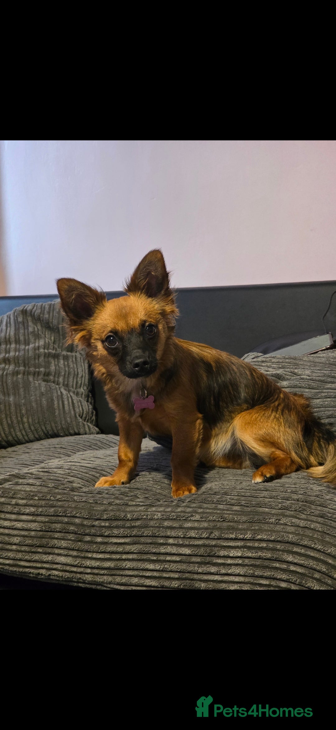 Chiweenie dogs 1 year old chiweenie  - Advert 2