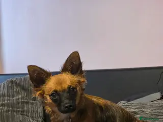 Chiweenie dogs 1 year old chiweenie - Advert 1