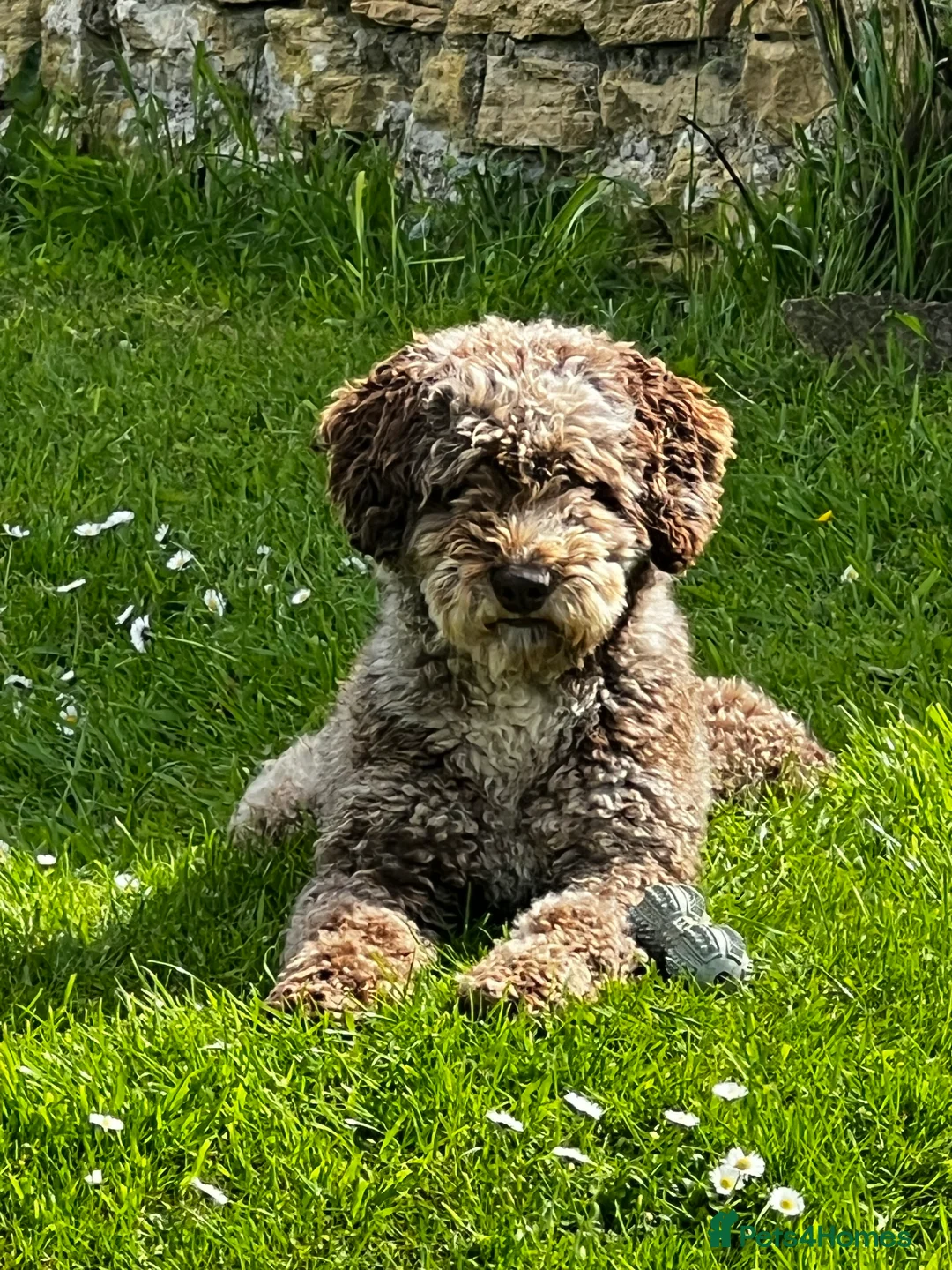 Miniature Poodle dogs for stud: Chocolate Merle Miniature Poodle Fully DNA Tested in Radstock - Advert 12