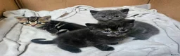 Mixed Breed cats for sale: Mixed Gray British Shorthair kittens 🩶 - Advert 19