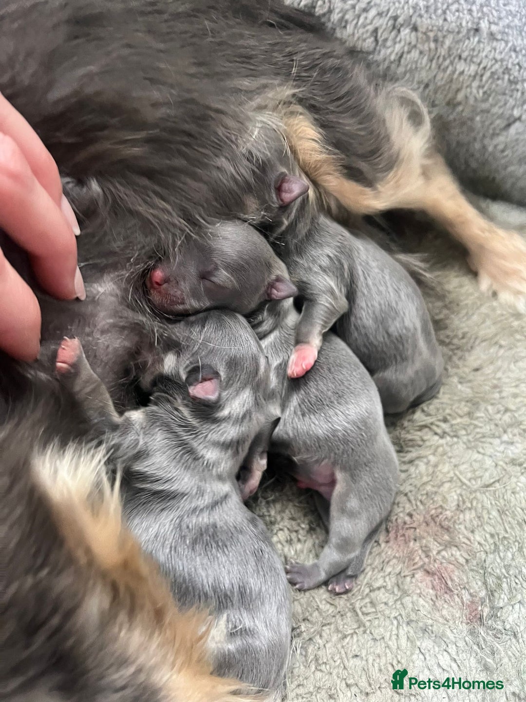 Chihuahua dogs for stud: Blue n tan small chihuahua stud carrying chocolate in Harpenden - Advert 7