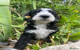 Mixed Breed dogs for sale: Poodle cross - Image 4