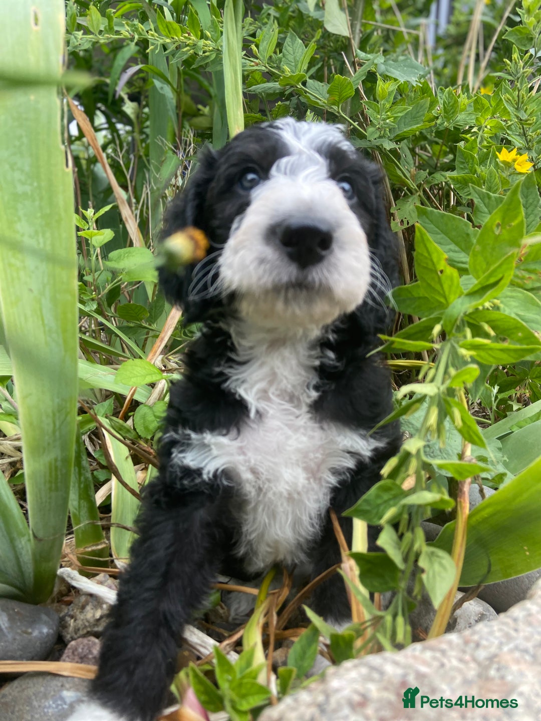 Mixed Breed dogs for sale: Poodle cross - Image 4