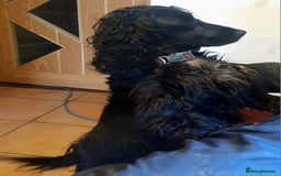 Cockapoo dogs for sale: Gorgeous Cockerpoo Puppies  - Image 15