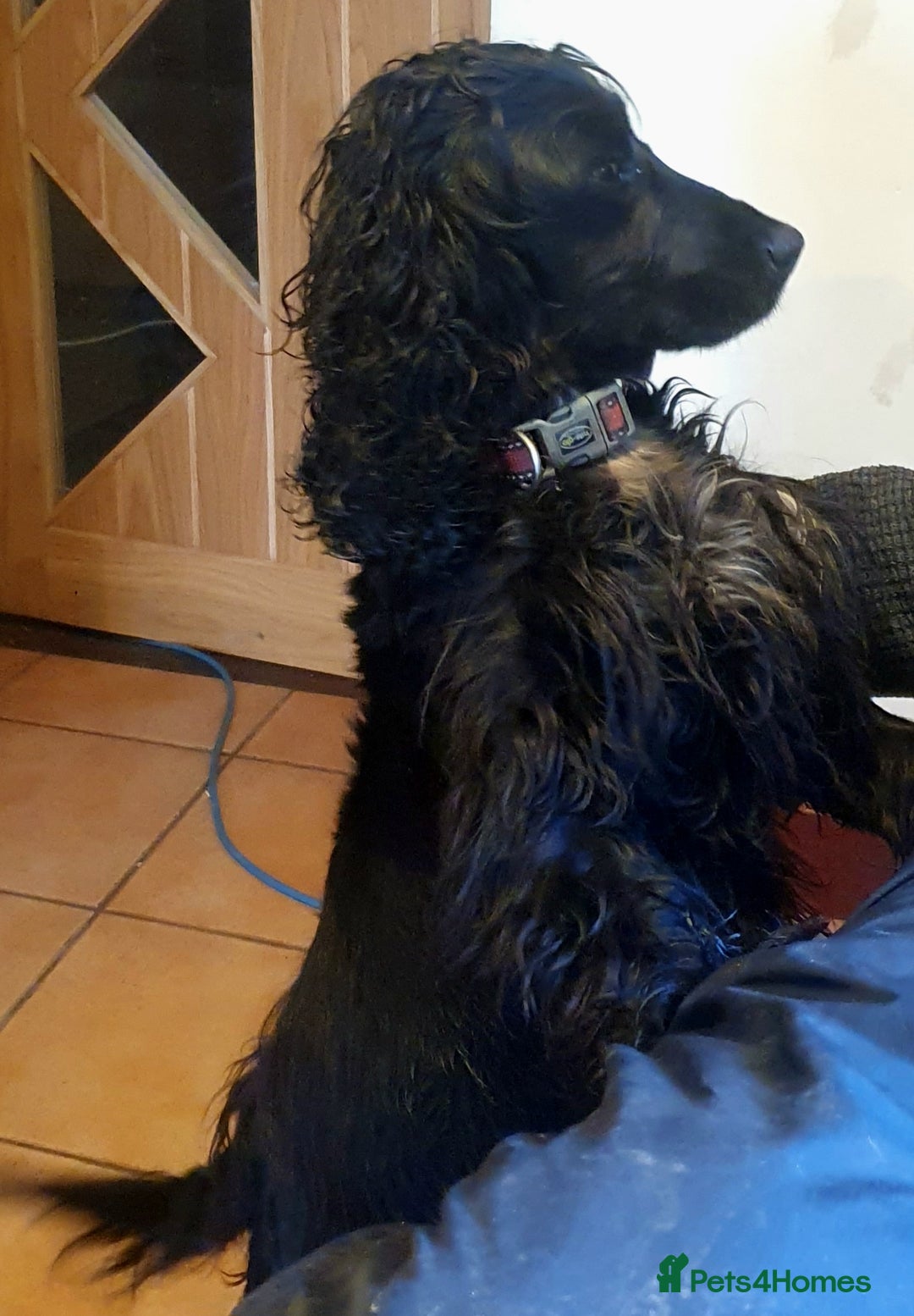 Cockapoo dogs for sale: Gorgeous Cockerpoo Puppies  - Image 15