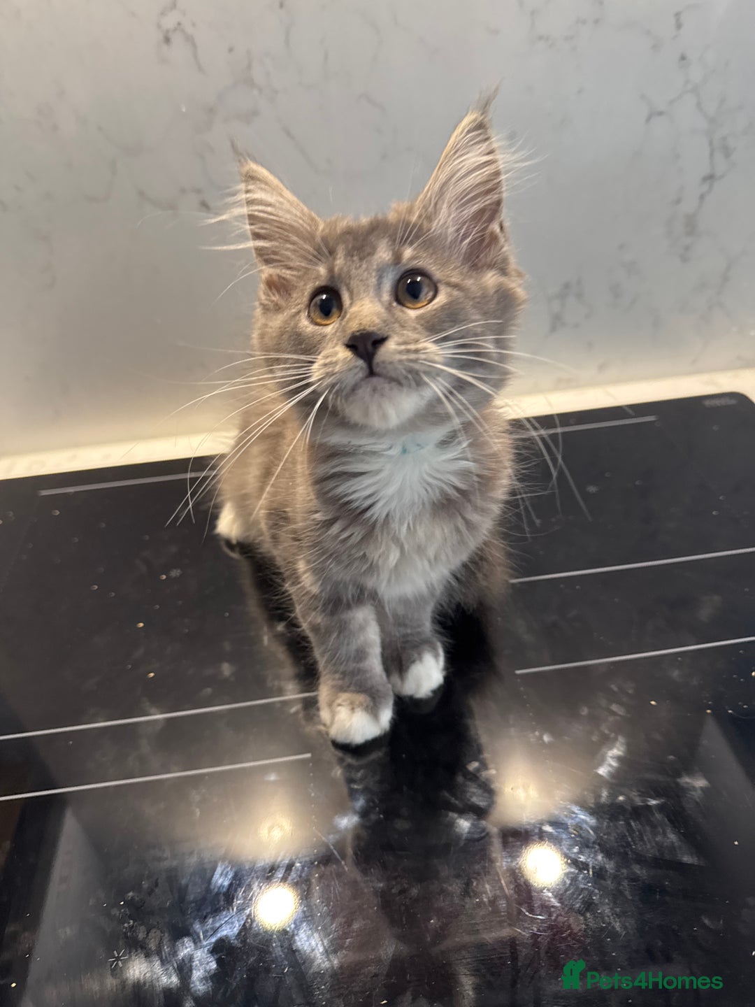 Maine Coon cats for sale: GCCF Registered Kittens. Beautiful lively kittens  - Image 28